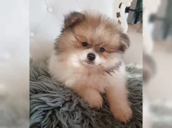 Pomeranian trpasličí špic štěňata
