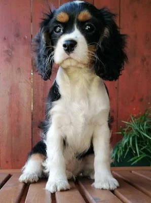 Krásné King Charles španěl štěňátka s PP