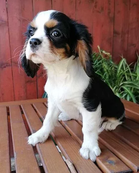 Krásné King Charles španěl štěňátka s PP