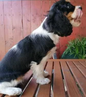 Krásné King Charles španěl štěňátka s PP