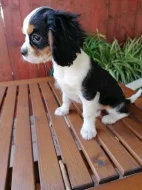 Krásné King Charles španěl štěňátka s PP