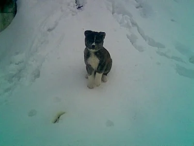 Akita-Inu nádherný pejsek