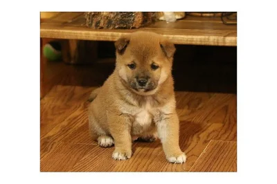 Predam shiba Inu štěňata s pp/shiba Inu štěňata