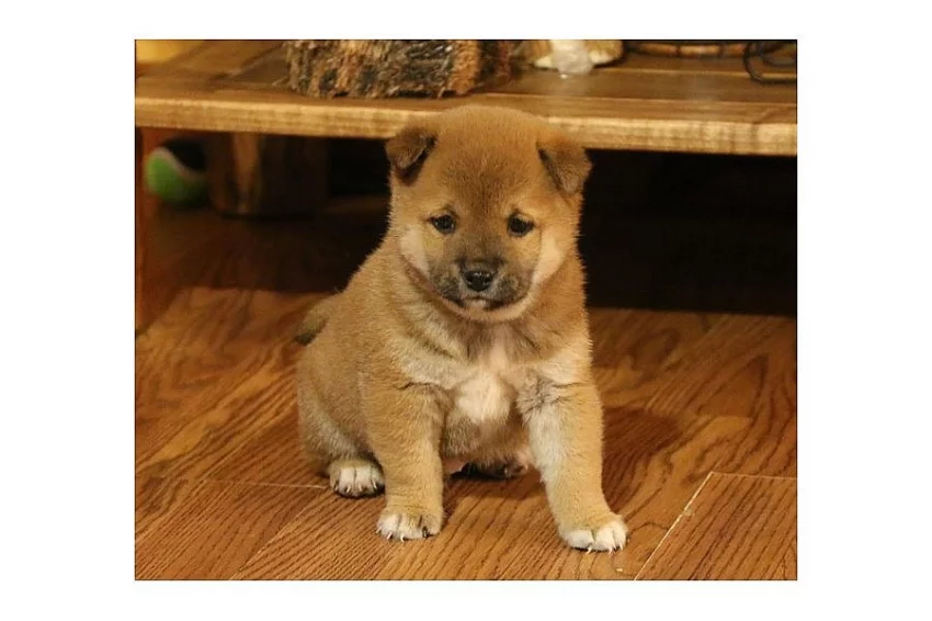 Predam shiba Inu štěňata s pp/shiba Inu štěňata