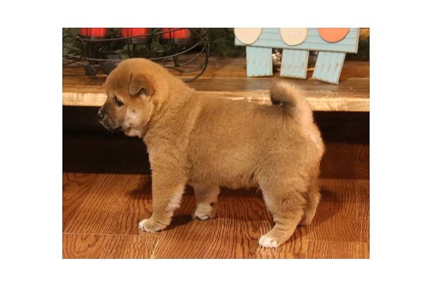 Predam shiba Inu štěňata s pp/shiba Inu štěňata
