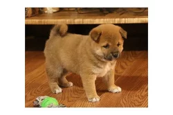 Predam shiba Inu štěňata s pp/shiba Inu štěňata