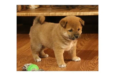 Predam shiba Inu štěňata s pp/shiba Inu štěňata