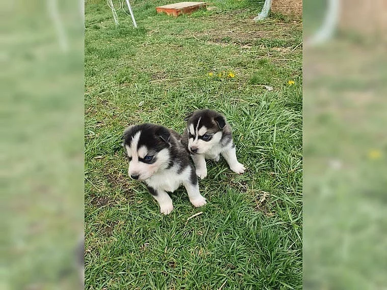 Sibiřský husky Štěňátka s pp