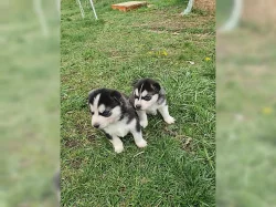 Sibiřský husky Štěňátka s pp