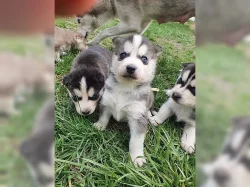 Sibiřský husky Štěňátka s pp