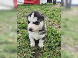 Sibiřský husky Štěňátka s pp