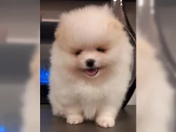 Pomeranian/Trpasličí špic štěňata