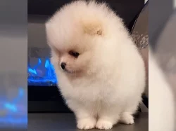 Pomeranian/Trpasličí špic štěňata
