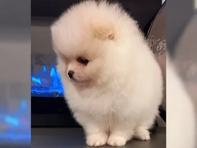 Pomeranian/Trpasličí špic štěňata