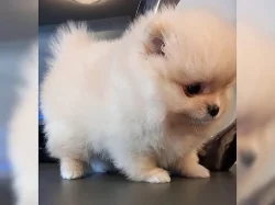 Pomeranian/Trpasličí špic štěňata