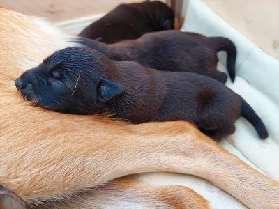 Kříženci belgický ovčák a labrador