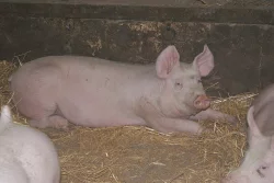Selata a vepři