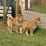 Shiba-Inu na prodej s PP/Shiba-Inu na prodej s PP