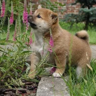 Shiba-Inu na prodej s PP/Shiba-Inu na prodej s PP