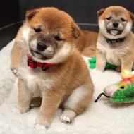 Shiba-Inu na prodej s PP/Shiba-Inu na prodej s PP