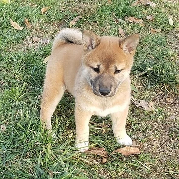 Shiba-Inu na prodej s PP/Shiba-Inu na prodej s PP