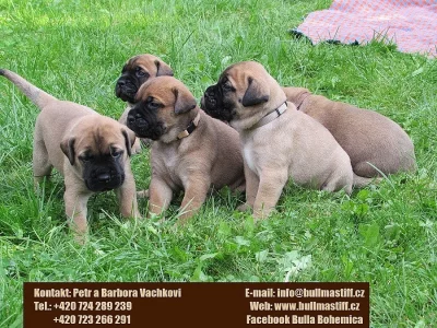 Štěňata bullmastif, bullmastiff, bulmastif