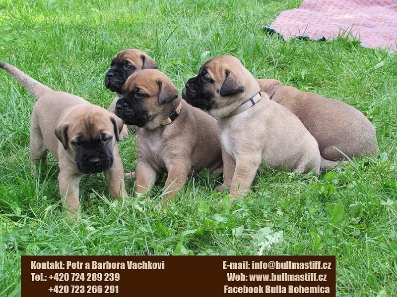 Štěňata bullmastif, bullmastiff, bulmastif