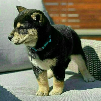 Shiba Inu štěňata s doklady/Shiba Inu štěňata