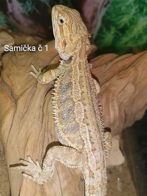 Mláďata agamy vousaté Hypo het Zero
