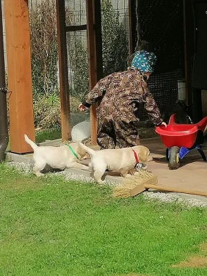 Labradorský retrívr s PP