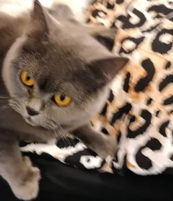 Daruji britskou modrou kočku