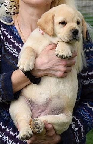 Labradorský retrívr - štěňata