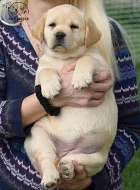 Labradorský retrívr - štěňata