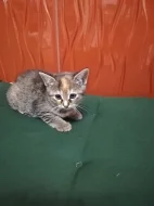 Daruji koťata do dobrých rukou