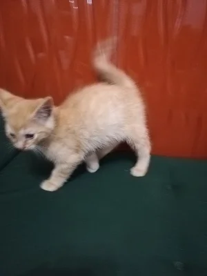 Daruji koťata do dobrých rukou