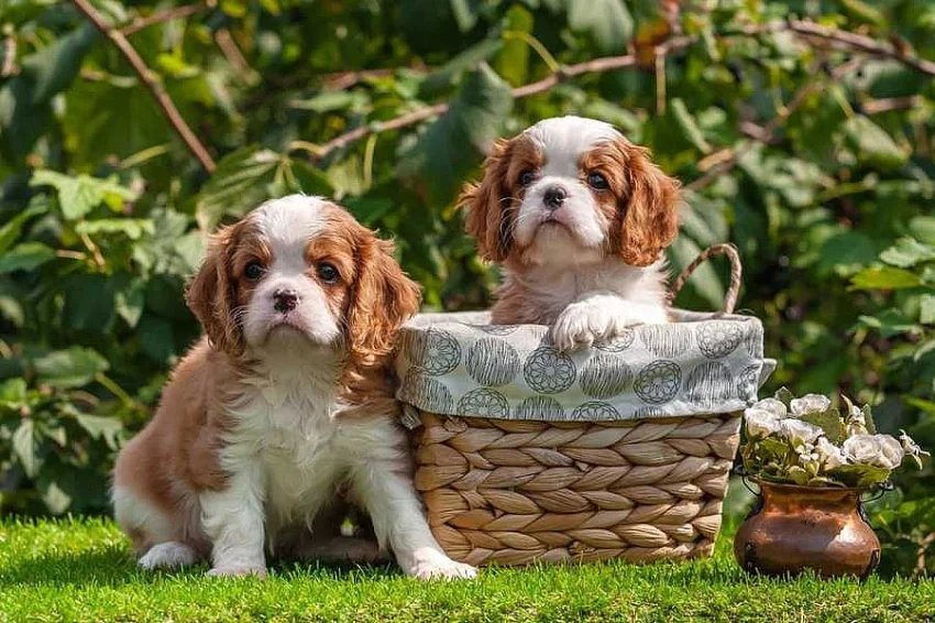 Kavalír King Charles španěl~Kavalír King Charles španěl