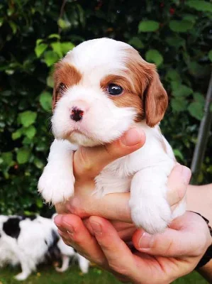 Kavalír King Charles španěl~Kavalír King Charles španěl