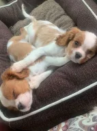 Kavalír King Charles španěl~Kavalír King Charles španěl