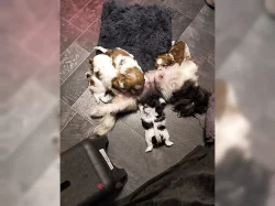 Štěňata Shih Tzu A-vrh