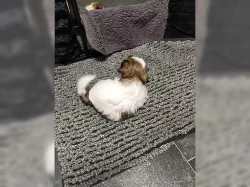 Štěňata Shih Tzu A-vrh