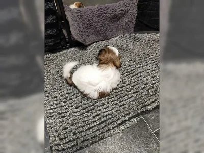 Štěňata Shih Tzu A-vrh