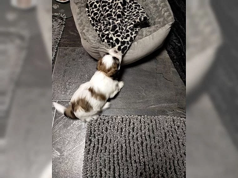 Štěňata Shih Tzu A-vrh