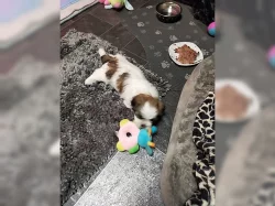 Štěňata Shih Tzu A-vrh