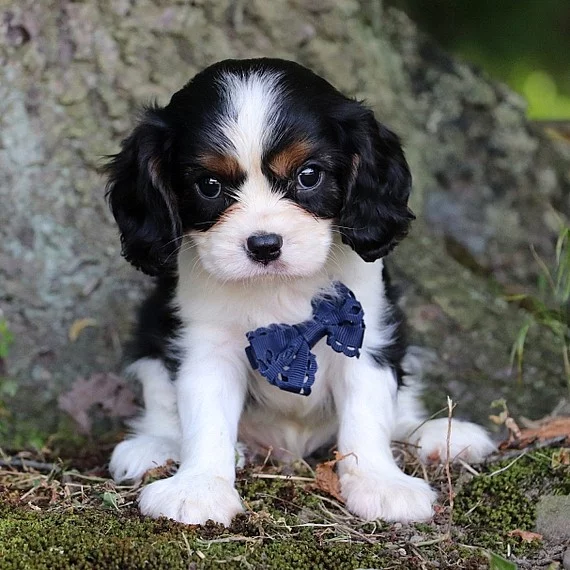 Kavalír King Charles španěl s PP/King Charles španěl
