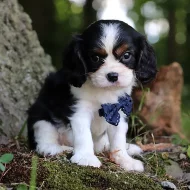 Kavalír King Charles španěl s PP/King Charles španěl