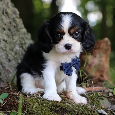 Kavalír King Charles španěl s PP/King Charles španěl