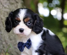 Kavalír King Charles španěl s PP/King Charles španěl