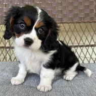 Štěňata kavalíra King Charles Spaniel s PP