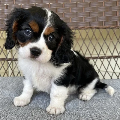 Štěňata kavalíra King Charles Spaniel s PP