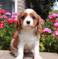 Štěňata kavalíra King Charles Spaniel s PP